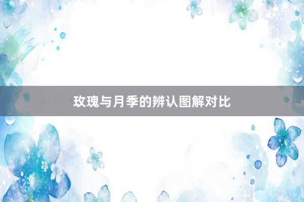 玫瑰与月季的辨认图解对比